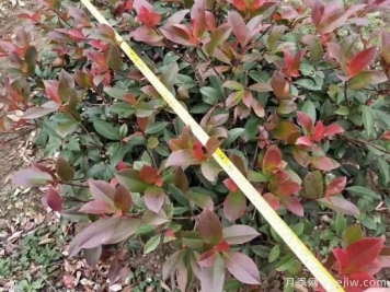 高桿紅葉石楠怎么培育才能長(zhǎng)出嫩葉？