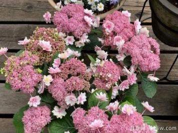 盆栽繡球花注意這6個(gè)要素，年年復(fù)花，比月季少患病