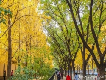 為什么果樹(shù)不適合當(dāng)行道樹(shù)？