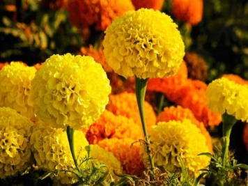 100種常見花卉的栽培大全，送給愛養(yǎng)花的你