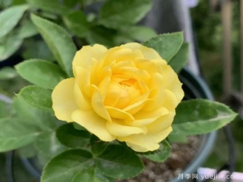 金絲雀，黃花月季中的王中王，美麗漂亮常年開花不停歇
