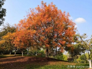 黃連木適合什么地區(qū)種植，北方可以種植嗎？