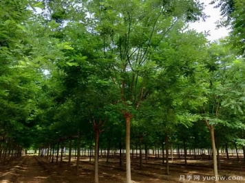 鄉(xiāng)土樹種為什么火？