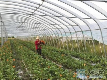平頂山葉縣：一個村200多人做鮮花生意，鋪就致富路