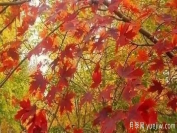 深度分析彩葉樹種的種類、配置原則和應(yīng)用
