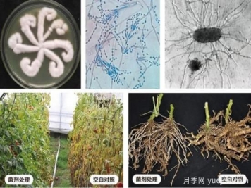 植物根結(jié)線蟲病難對付？生物農(nóng)藥有辦法