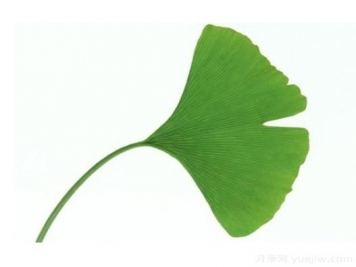 如何辨別銀杏雌雄植株？