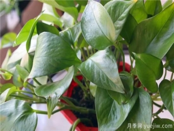 冬天綠蘿常見問題與解決方法！