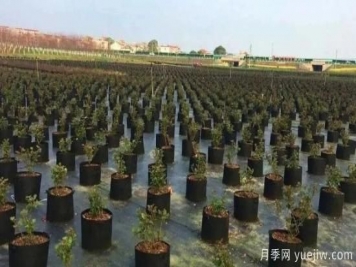育苗容器影響苗木生長(zhǎng)嗎？應(yīng)該如何選擇容器苗？