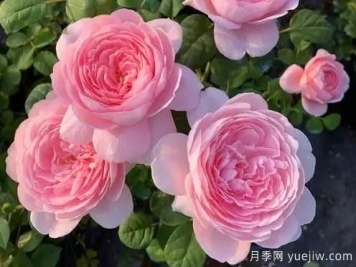 嬌俏仙子粉嫩少女心，瑞典女王月季