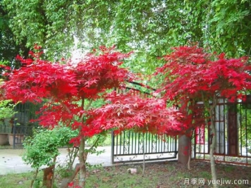 花葉芋和紅楓的修剪，使其早日成株提前開(kāi)花結(jié)果