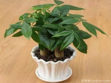 發(fā)財(cái)樹(shù)最容易養(yǎng)死的幾大原因，避開(kāi)才能養(yǎng)的好！