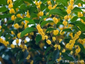 50句靜美詩(shī)詞，讀一卷詩(shī)書(shū)，賞一窗風(fēng)月