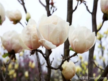 南陽(yáng)玉蘭基地告訴您白玉蘭養(yǎng)護(hù)的五個(gè)步驟