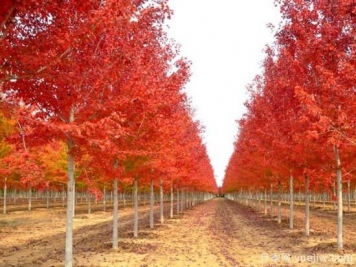 美國(guó)紅楓，可以讓園林景觀如此絕美