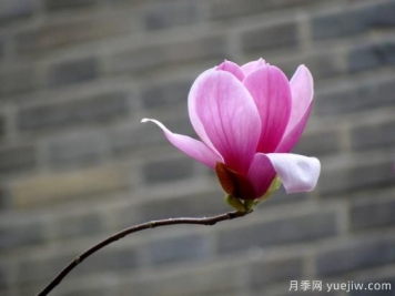 玉蘭花很常見，卻沒想到還有白色紫色和紅色