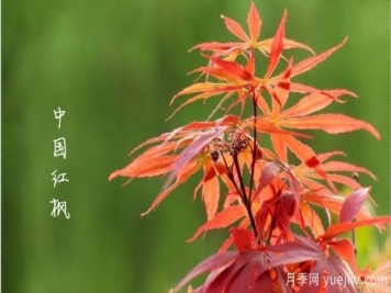 紅楓，4個紅楓品種是秋日植物里亮麗的風(fēng)景線