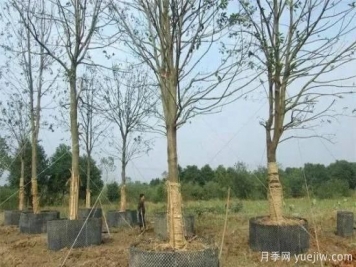容器苗與傳統(tǒng)的大地育苗相比，優(yōu)點(diǎn)顯而易見