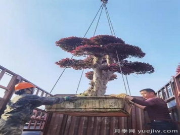 南陽溧河鄉(xiāng)引進(jìn)苗木基地 助力鄉(xiāng)村振興