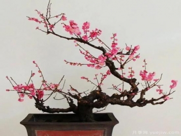 盆栽梅花怎樣施肥與澆水？梅花常見(jiàn)蟲(chóng)害的防治