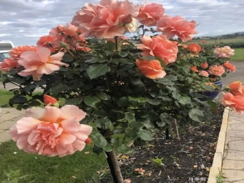 獨(dú)桿月季都是嫁接的，地栽養(yǎng)護(hù)花開與眾不同
