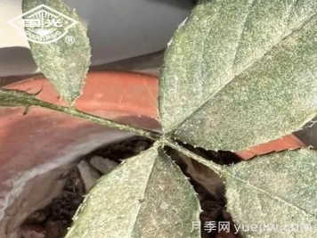 常見月季蟲害防治技術(shù)大全，趕快收藏