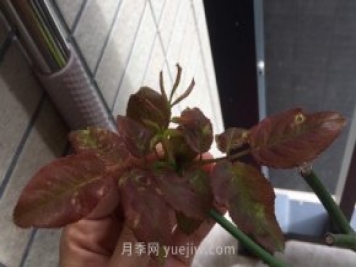 月季薊馬是什么，對人體有害嗎
