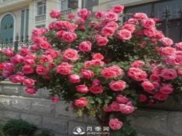 青島路邊月季美化，月季花比拳頭大，原來(lái)是樹狀月季