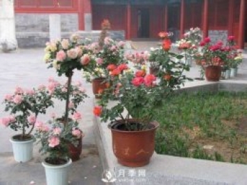 養(yǎng)護(hù)月季加點(diǎn)魚(yú)肥，讓月季猛爆花苞不停！