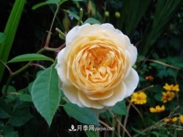 月季花這樣養(yǎng)，記住這些訣竅，開花紅艷艷