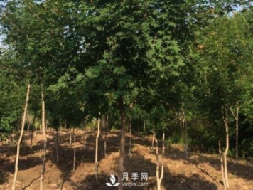 移植優(yōu)質(zhì)五角楓的訣竅你了解嗎？
