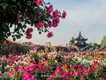 來(lái)南陽(yáng)世界月季大觀園，看超美月季花(圖冊(cè))