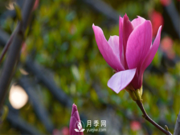 紅玉蘭養(yǎng)護管理有哪些措施？