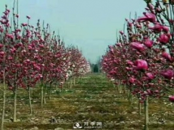 紅玉蘭樹的經(jīng)濟價值表現(xiàn)在哪些地方，你了解過嗎？
