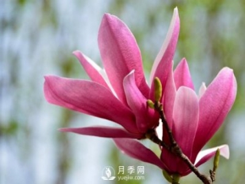 紅玉蘭是一種怎樣的花卉植物？