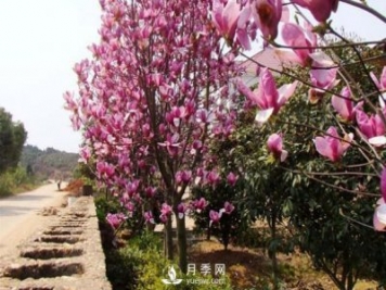怎樣防治治療紅玉蘭大班病害？
