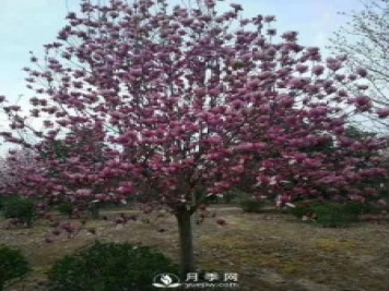 養(yǎng)護種植紅玉蘭有什么技巧呢？