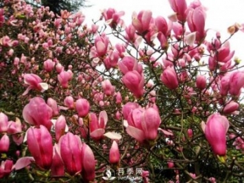 紅玉蘭樹苗葉子干枯掉落應(yīng)該如何處理？