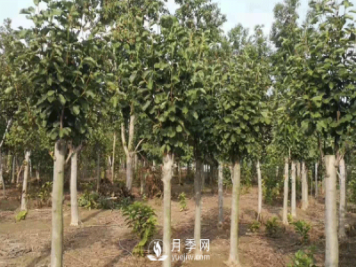 8-15公分紅白黃玉蘭量大，還有嬌紅一號(hào)，需要的朋友趕快聯(lián)系哦