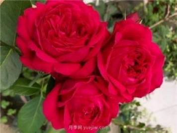 夏天隨便養(yǎng)，20個不怕熱的耐熱月季品種推薦