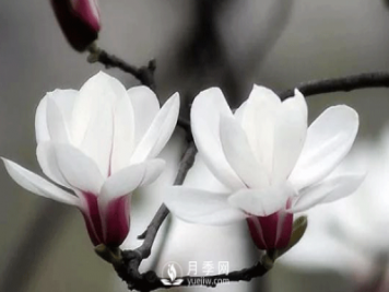 要想養(yǎng)護(hù)好白玉蘭盆景，要注意土壤，陽(yáng)光水肥幾個(gè)方面的工作