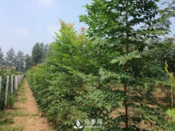 大葉女貞又叫做高桿女貞，苗木基地是如何養(yǎng)護的？