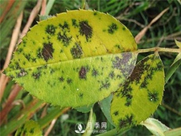 月季發(fā)生黑斑病時怎么辦？