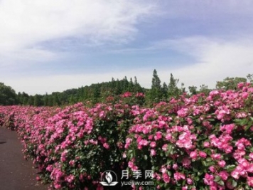 國內(nèi)“安吉拉”月季花墻 有多長(zhǎng)？