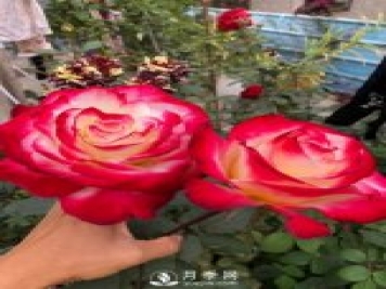 紅雙喜月季，盆栽花卉新寵，香飄滿室，四季有花看