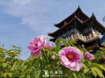 能否把牡丹確定為國(guó)花？全國(guó)人大代表連續(xù)4年提建議