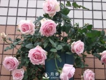 養(yǎng)月季，注意施肥姿勢(shì)不對(duì)，月季不開(kāi)花，力氣還白費(fèi)！