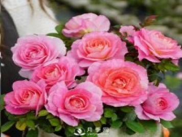封閉陽臺養(yǎng)好月季花？室內(nèi)陽臺養(yǎng)月季的4大注意事項
