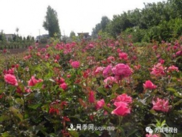 方城縣券橋鎮(zhèn)：發(fā)展月季苗木產(chǎn)業(yè)，助力致富鄉(xiāng)村振興