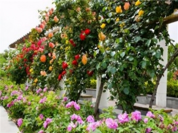 月季花開 詩和畫意